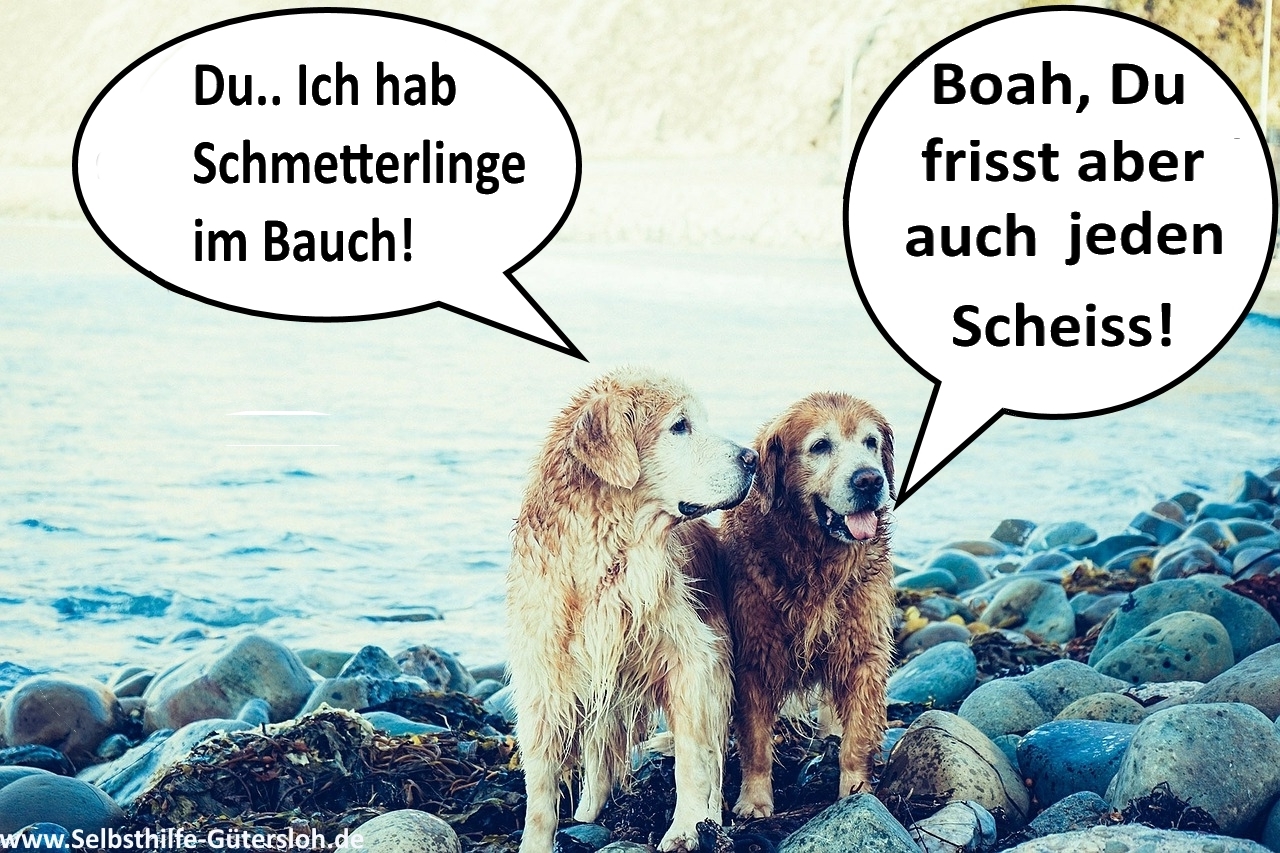 witz-hunde-witz