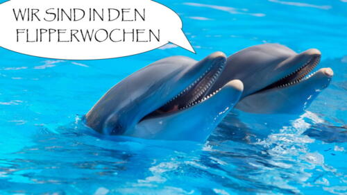 dolphins-witz