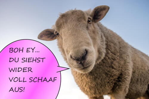 Die besten Witze über Schafe